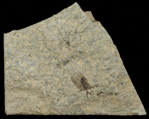 Fossil March Fly (Plecia) - Green River Formation #67638